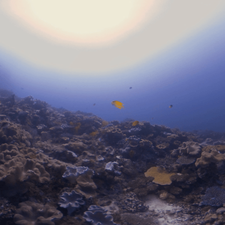 Explore a vibrant coral reef teeming with colorful reef fish in this stunning 360° underwater XR experience. Witness the intricate interactions between diverse marine life and the surrounding coral structures. The focus is on the vibrant colors and patterns displayed by various reef fish species as they navigate their coral habitat, creating a visually captivating spectacle. Perfect for professional XR creators seeking high-quality content for educational and entertainment applications.