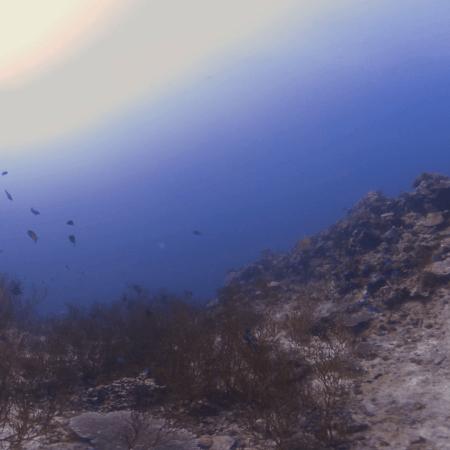 Sunlit Deep Reef Channel with Schooling Fish