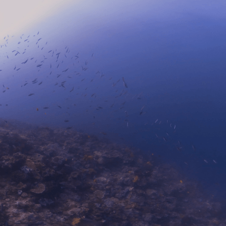 Sunlit Descent Over a Coral Reef Slope