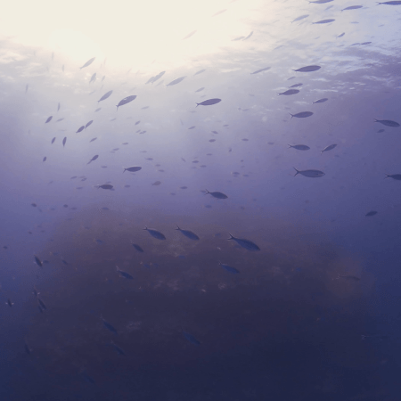 Sunlit Pinnacle Ascent with Fusilier School