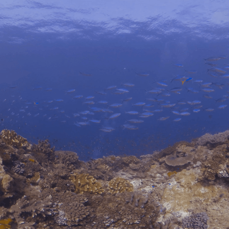 Fusilier School Swarms Vibrant Coral Reef Edge