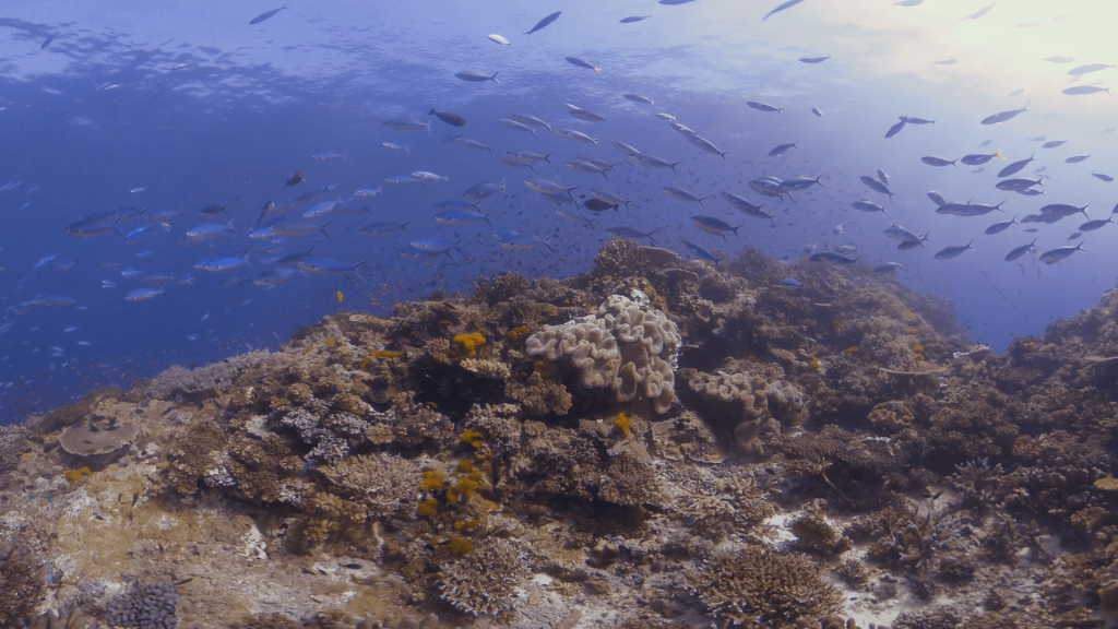 Sunlit Reef Alive with Schooling Fusiliers