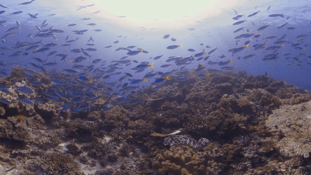 Sunlit Reef Swarmed by Yellowtail Fusiliers