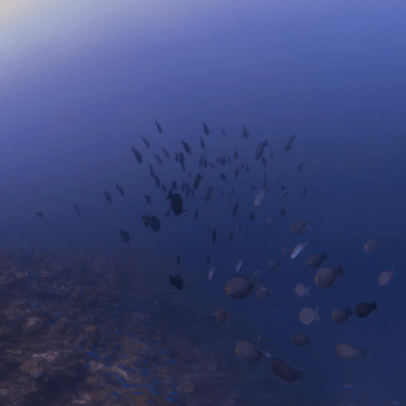 Surgeonfish School Swims Along Reef