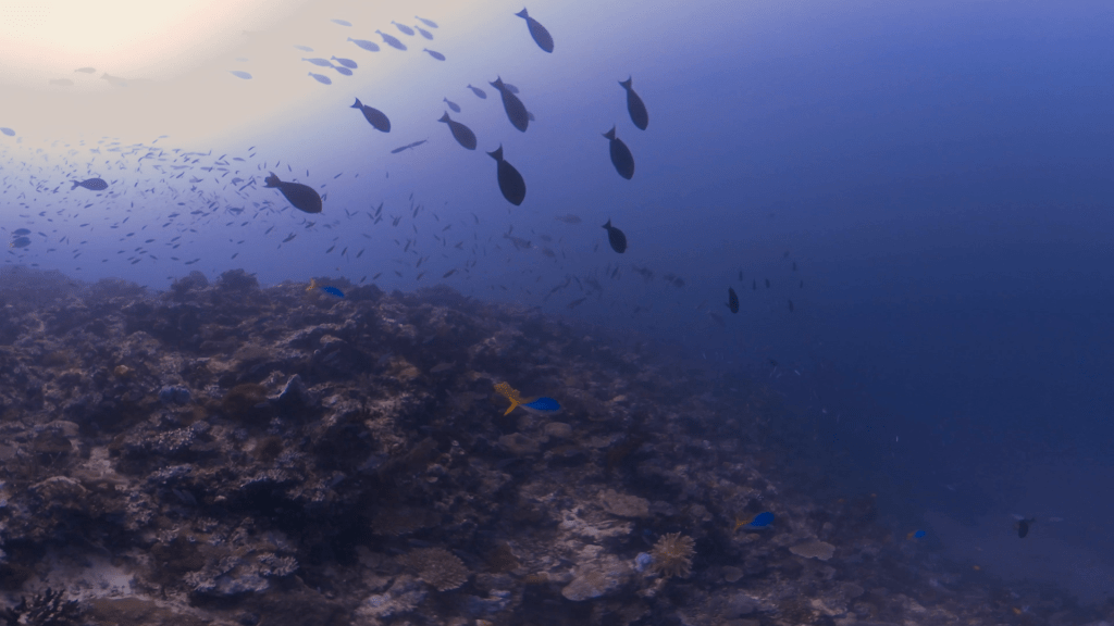 Sunlit Reef Fish Gathering Above Coral Slope