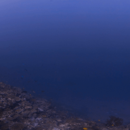 Damselfish School Descends Reef Slope