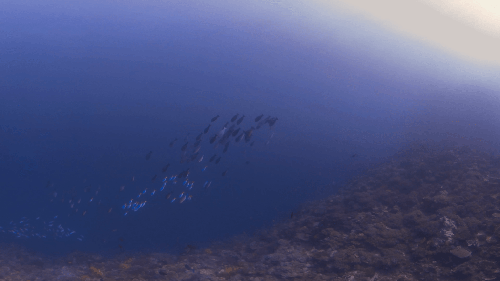 Deep Reef Edge: Fusiliers & Surgeons School