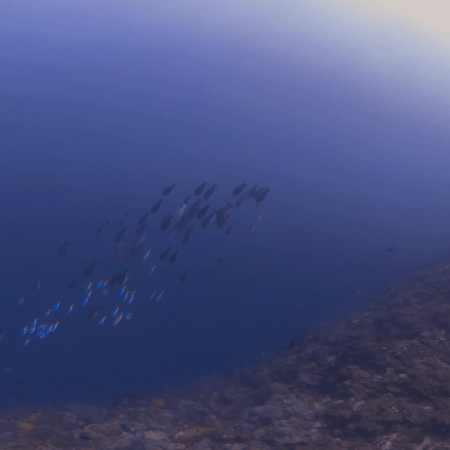 Deep Reef Edge: Fusiliers & Surgeons School