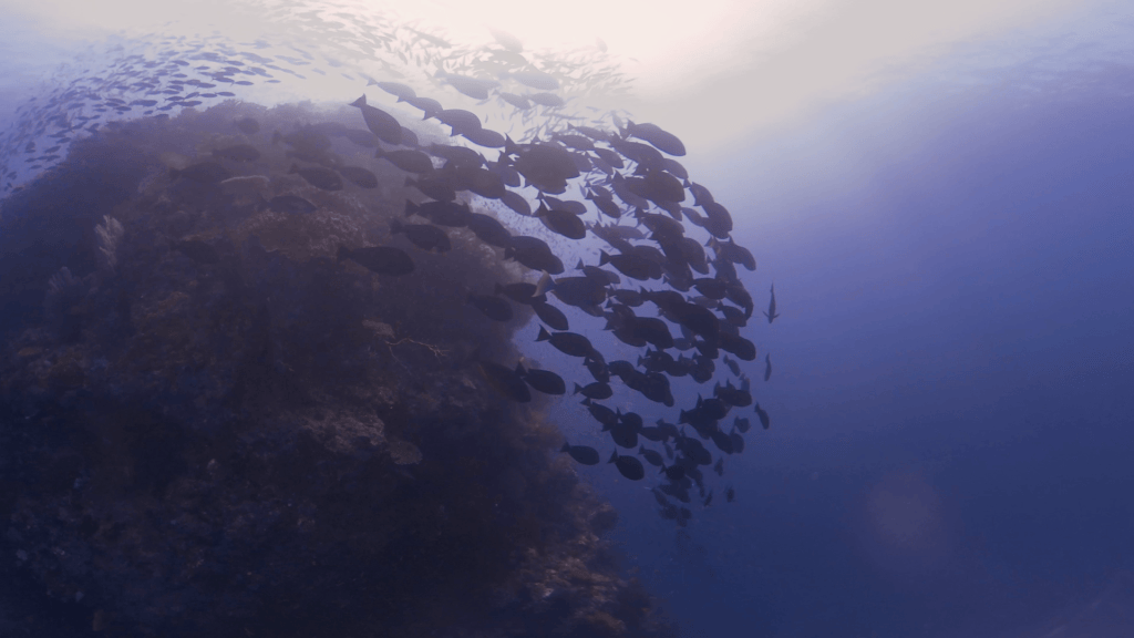 Sunlit Pinnacle with Swirling Surgeonfish School