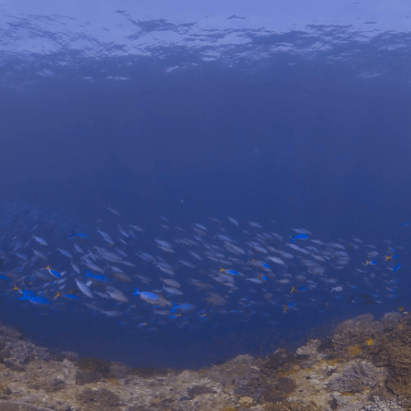 Coral Reef Slope with Schooling Fusiliers