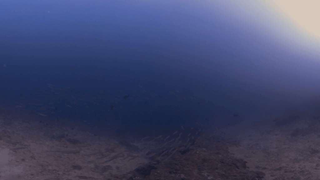 Barracuda School Over Reef