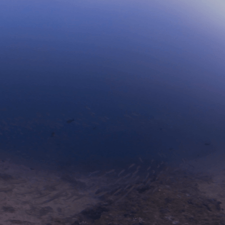 Barracuda School Over Reef