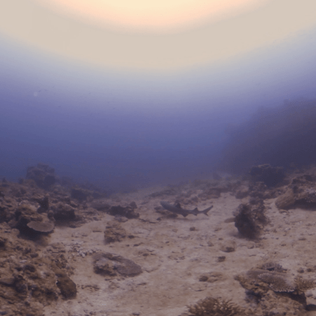 Sleeping Whitetip Awakens