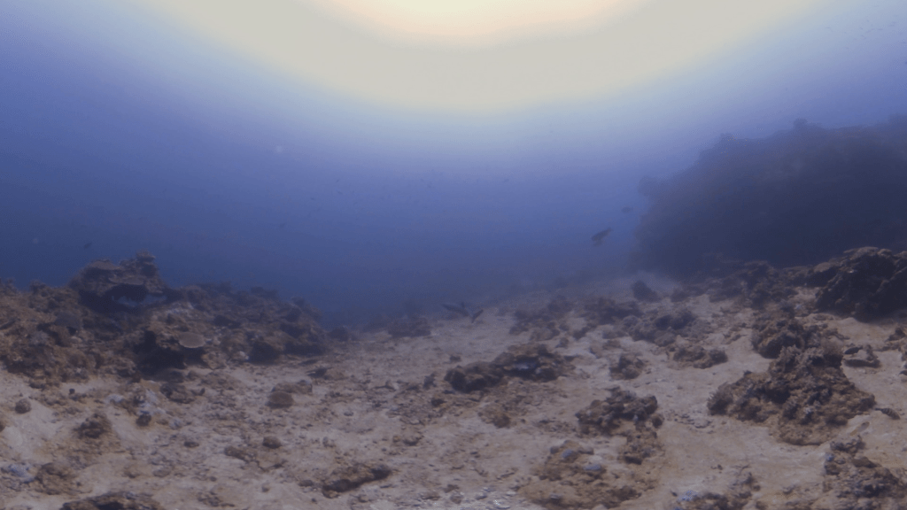 White Tip Shark Vanishing Act