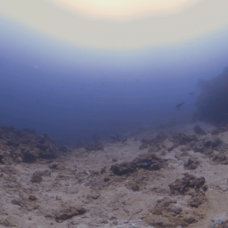 White Tip Shark Vanishing Act