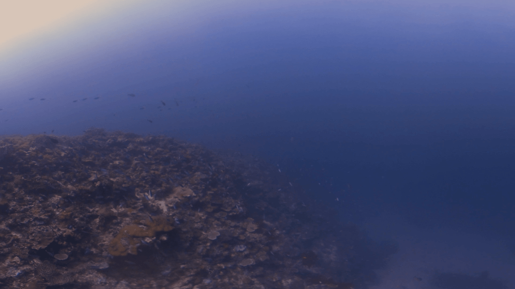 Schooling Fish Over Hazy Algal Reef Slope