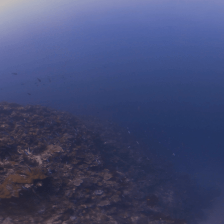 Schooling Fish Over Hazy Algal Reef Slope