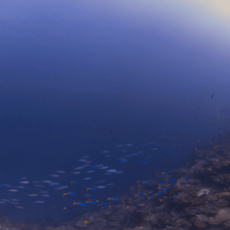 Fusilier School Flows Over Sunlit Coral Slope