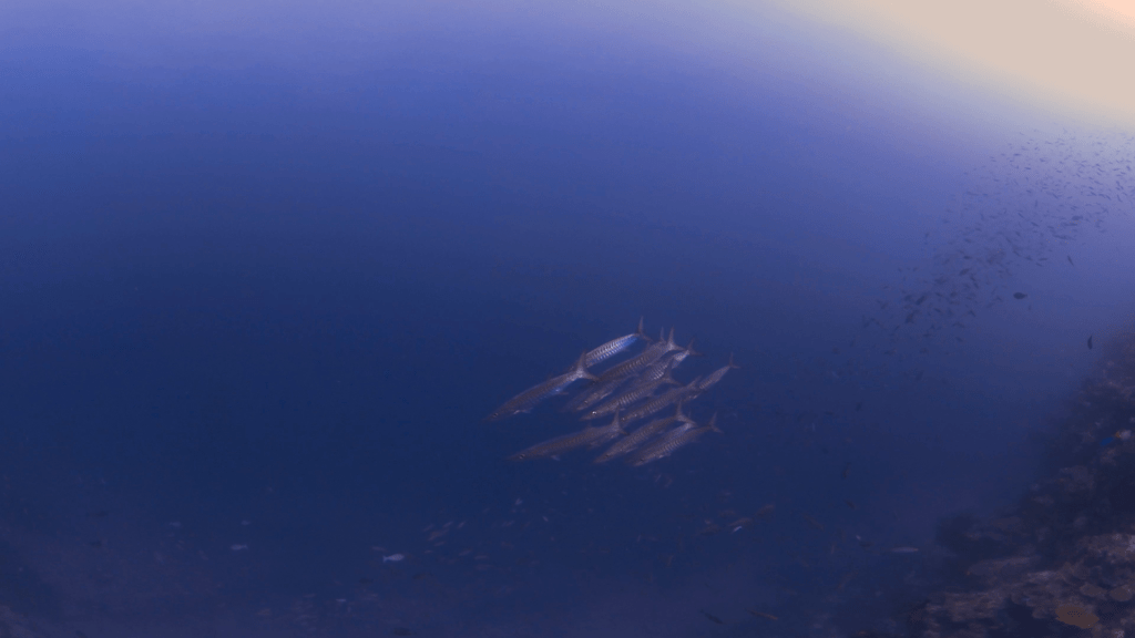 Barracuda School Emerges from the Blue