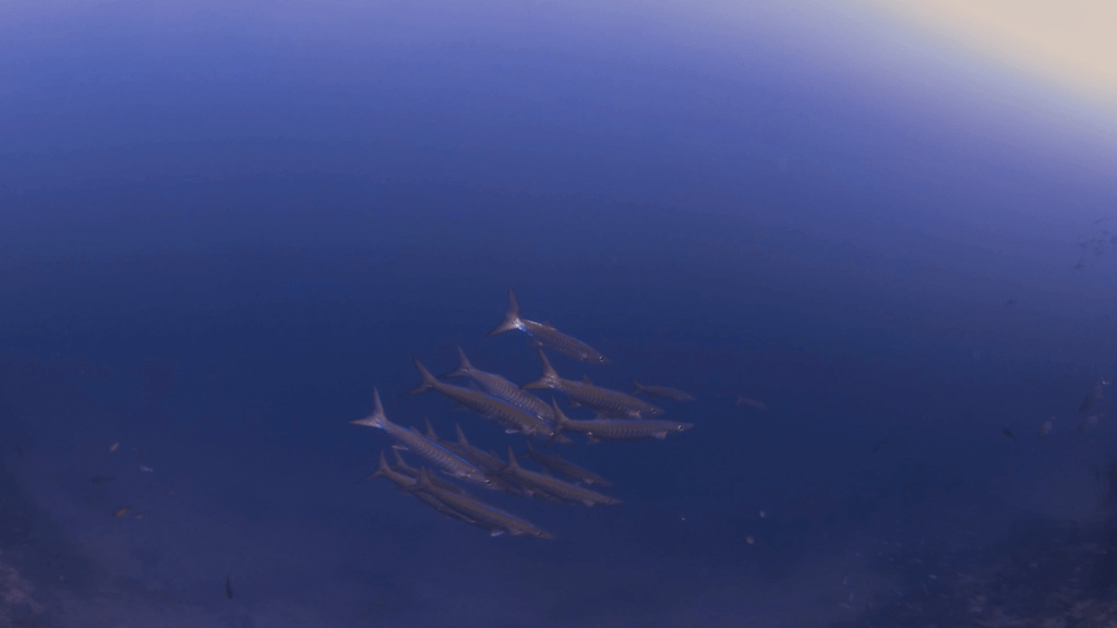Barracuda School Patrols the Deep Blue