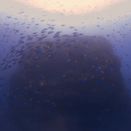 Fish Swirl Around Sunlit Pinnacle Summit