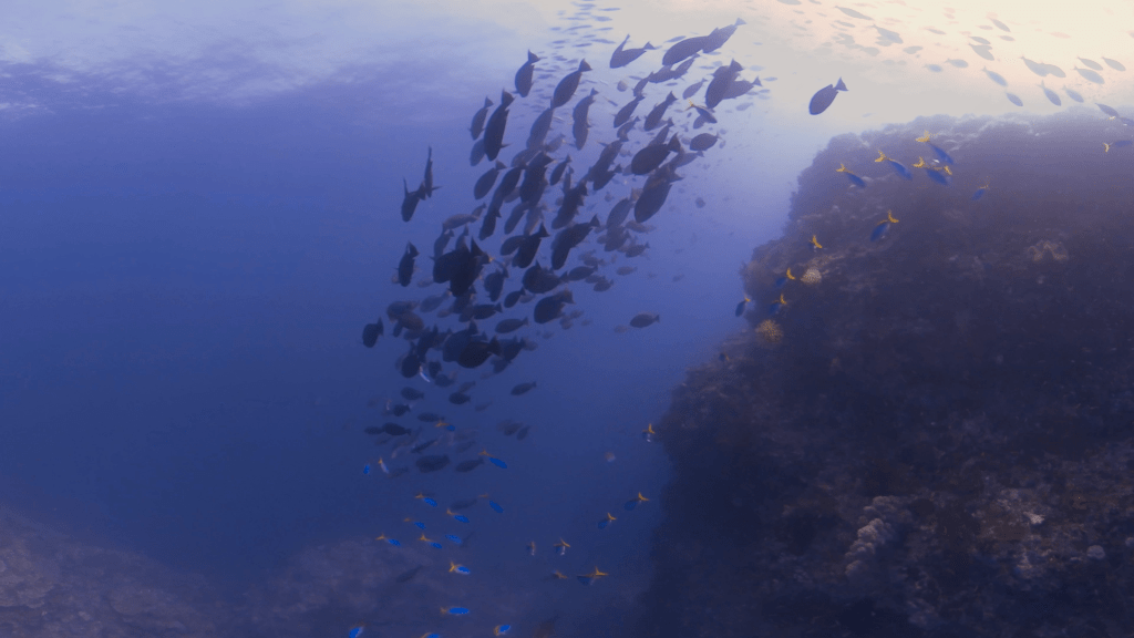 Surgeonfish School Ascends Pinnacle Wall