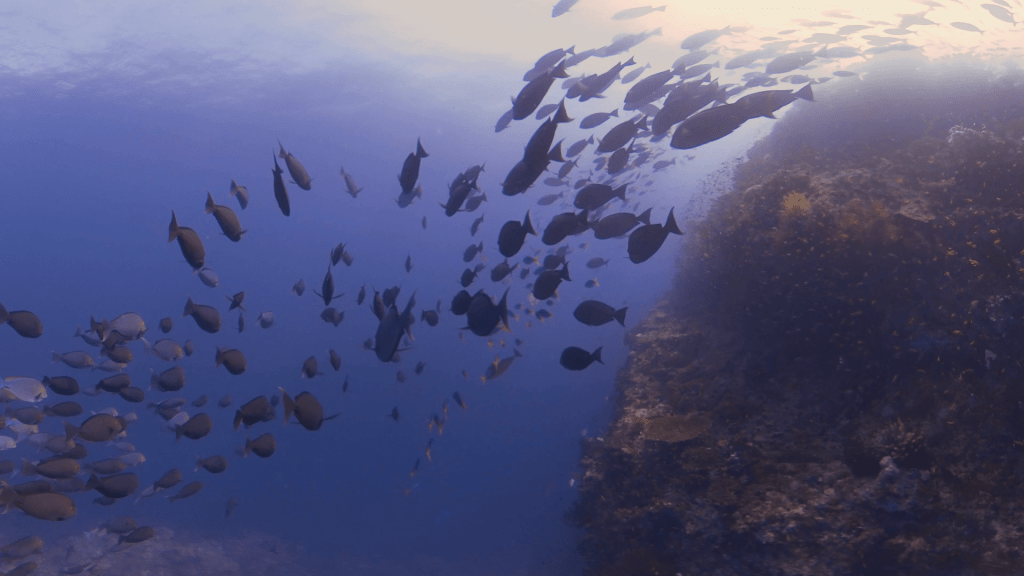 Surgeonfish School Around Sunlit Pinnacle