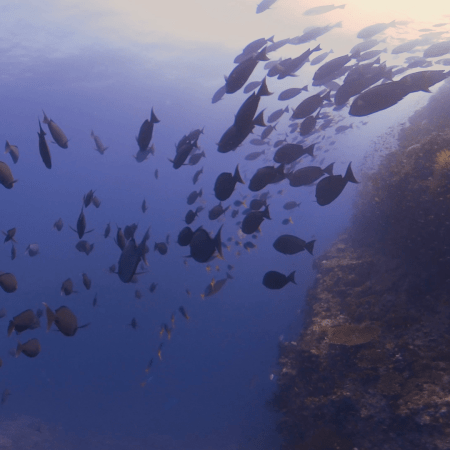 Surgeonfish School Around Sunlit Pinnacle