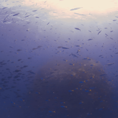 Fusiliers Swirl Around Sunlit Pinnacle