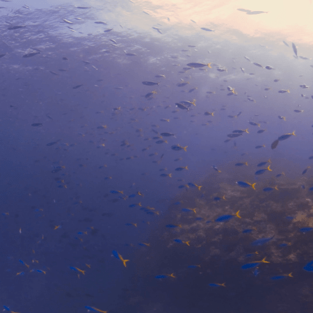 Fusiliers Swarm Sunlit Underwater Pinnacle