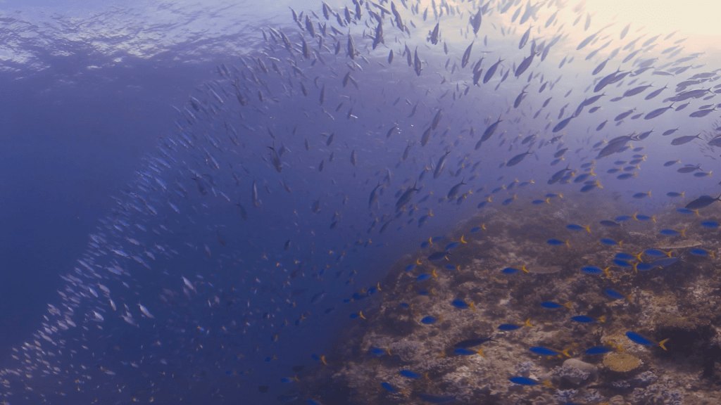 Vast Fusilier School Swirls Over Reef