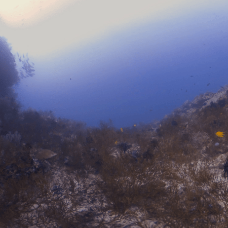 Sunlit Reef Gully with Black Coral Gardens
