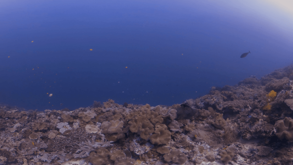 Coral Reef Slope teeming with Marine Life