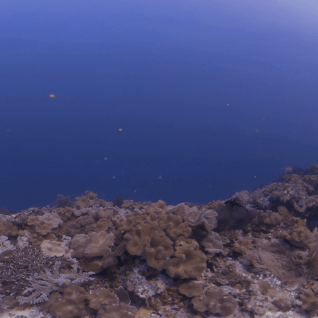 Coral Reef Slope teeming with Marine Life