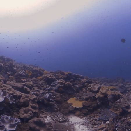 Sunlit Coral Reef Slope with Fish