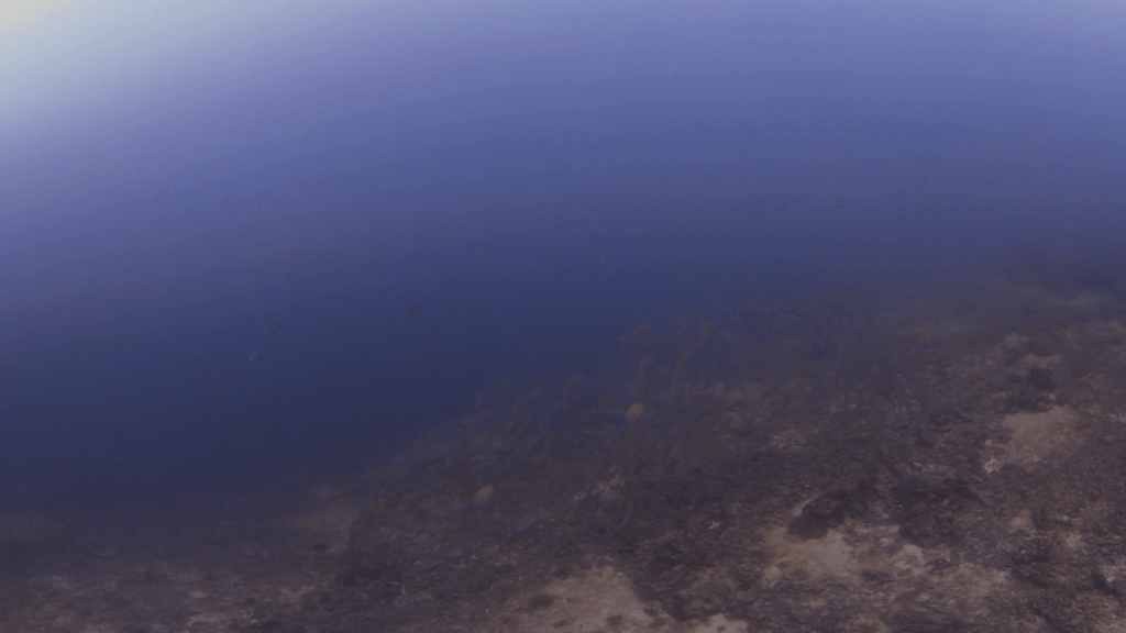 Barracuda School on Reef Edge