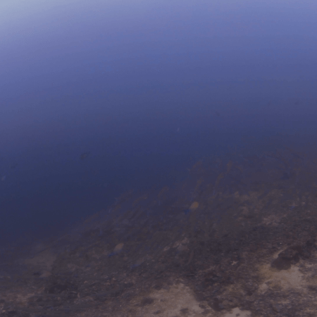 Barracuda School on Reef Edge
