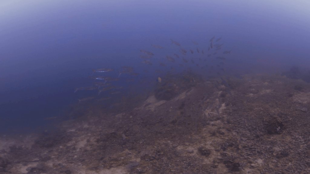 Barracuda School Over Reef