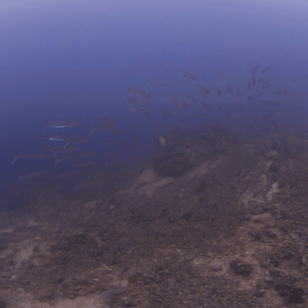 Barracuda School Over Reef