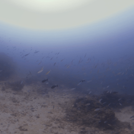 Bannerfish & Reef Chromis