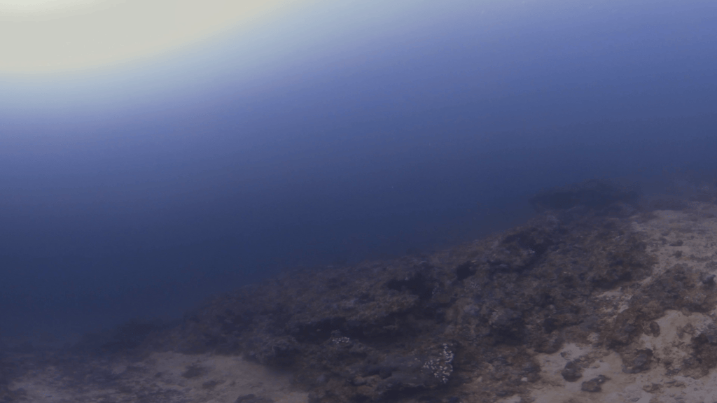 Reef Shark Pup Encounter