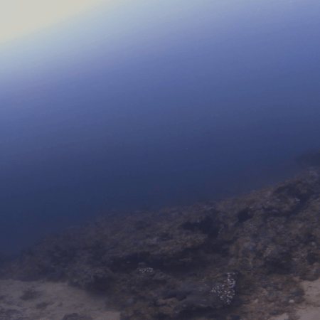 Reef Shark Pup Encounter