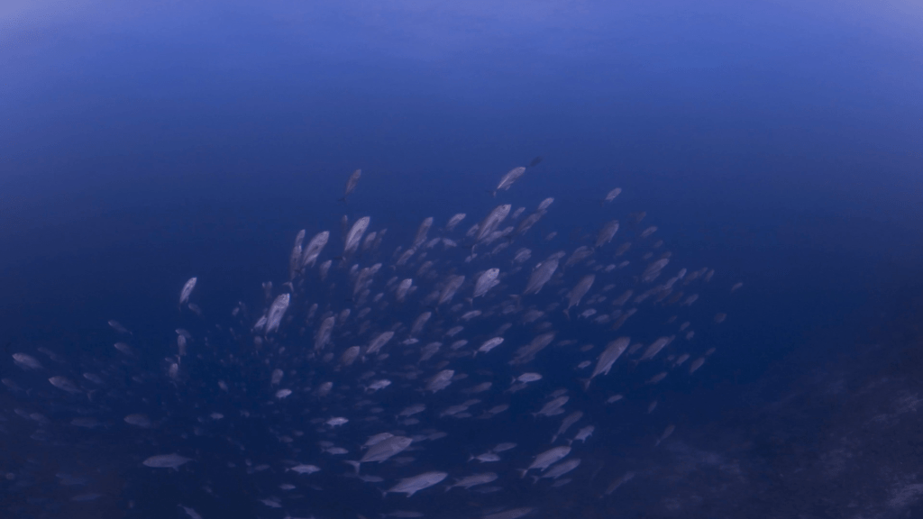 Jacks Swirl: Deep Blue Dive