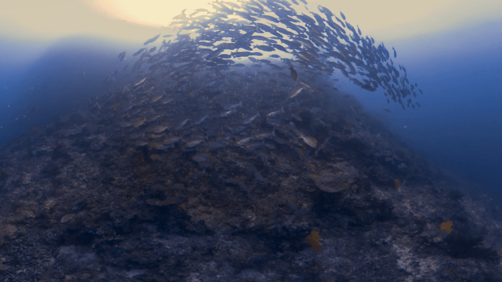Pinnacle Ascent: Fish & Coral Bloom
