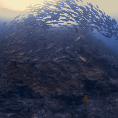 Pinnacle Ascent: Fish & Coral Bloom