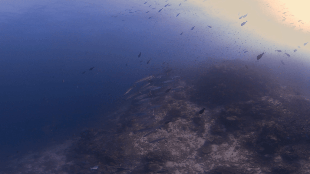 Barracuda School & Reef Life