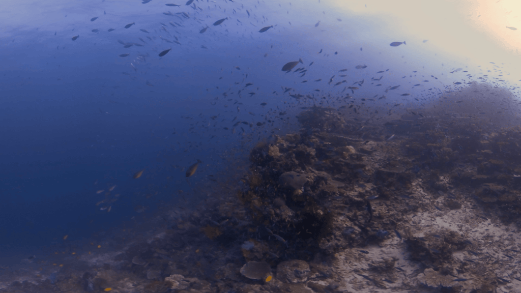Reef Fish Frenzy