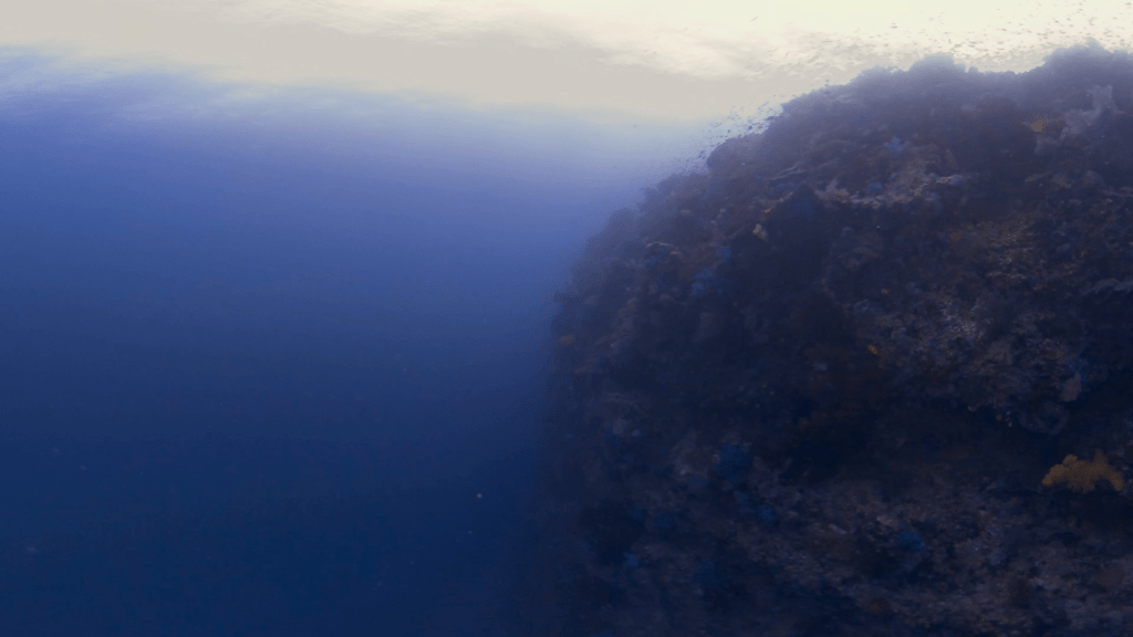 Pinnacle's Coral Tapestry
