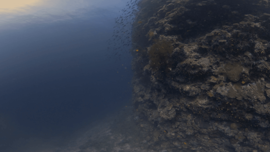 Pinnacle Reefscape: Fish & Coral Abundance