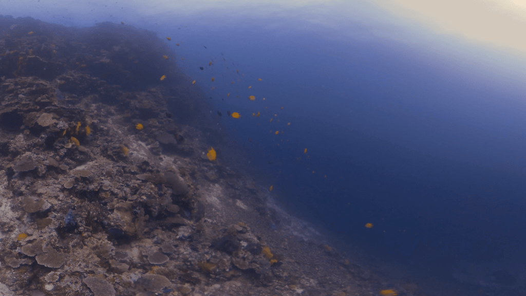 Pinnacle's Edge: Reef Fish Horizon